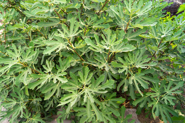 Fig tree in the garden