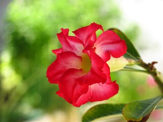 Fototapeta premium Desert flower