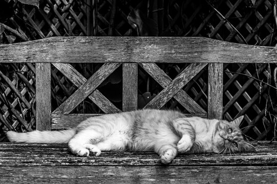 Black and white image of a cat on a wooden bench