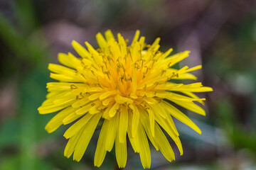 Spring nature background. Macro view of yellow dandelion. Dandelion head
