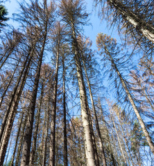 view on dry trees in a forest against the sun, sunbeams