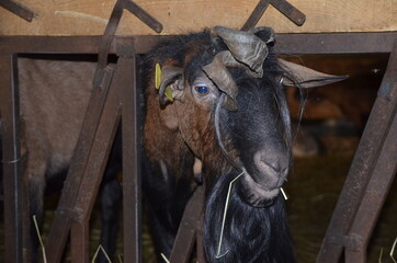 An old male goat and its blunt horn