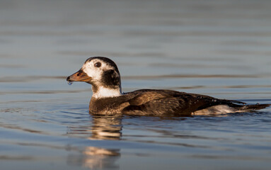 Long Tailed Duck, Clangula hyemalis, in winter plumage swimming in calm waters at sunrise. Taken at Stanpit Marsh UK