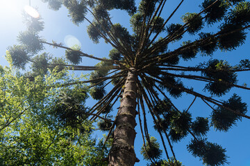 Fototapeta premium Brazilian Araucaria Tree