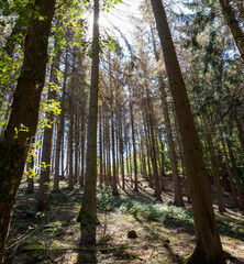 view on dry trees in a forest against the sun, sunbeams