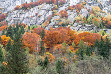 Italy, Lombardia: Trees with autumn colors climbing on the rocks