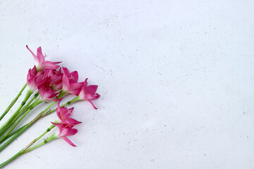 Pink spring flowers on a white marble background