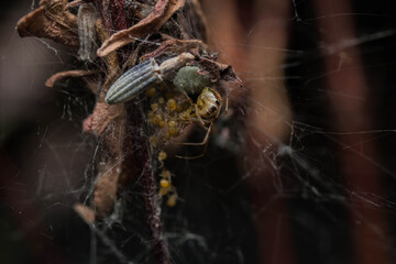 spider on a net nest with babys