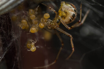spider on a web nest with babys