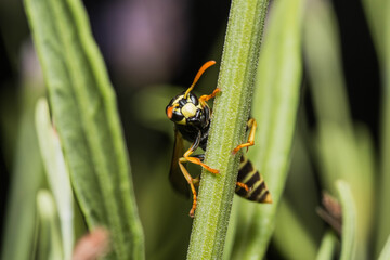 wasp fieldwasp in profiel 