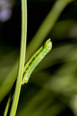 Fototapeta premium green caterpillar on a leaf