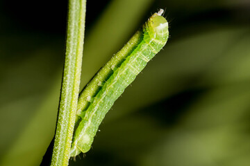 caterpillar on leaf