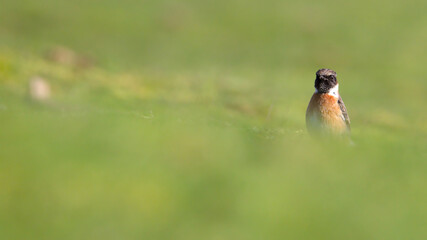 Male Stonechat, Saxicola torquata, standing upright hunting for food on a gass field with diffuse...