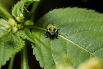 Naklejka premium bug on leaf