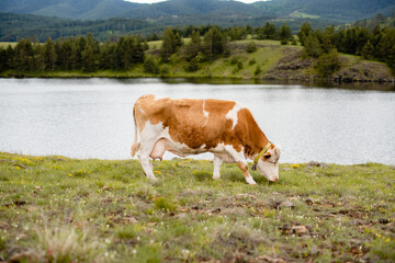 Fototapeta na wymiar A cow by the fresh water