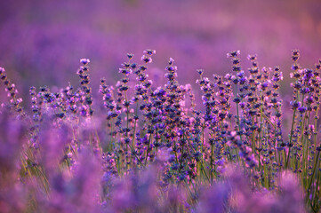 Lavender Field in the summer. Aromatherapy. Nature Cosmetics. Gardening.