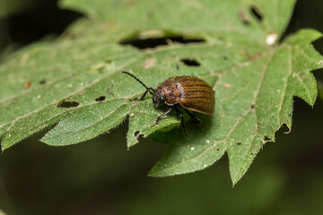 brown bug on leaf