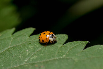 ladybird on leaf