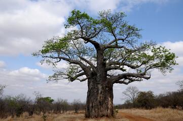 Fototapeta na wymiar The giant baobab in bloom standing guard next to a dusty jeep track
