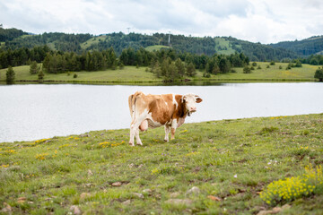 Fototapeta na wymiar Thirsty cow by the fresh water