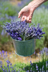 Iron retro bucket with lavender flowers in lavender field