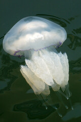 white jellyfish close up in sea water