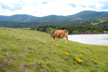 Naklejka premium A cow on a mountain