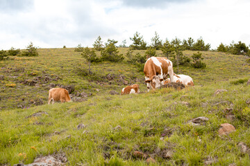 A brown cows on a meadow