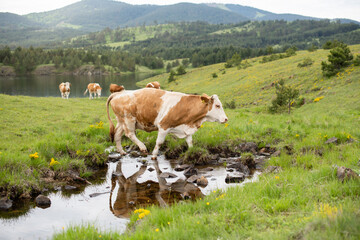 A brown cow in the fresh water