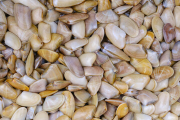 Clams pattern
