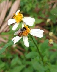 Obraz premium bee on a flower