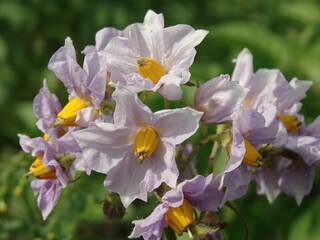 potato flower on the background