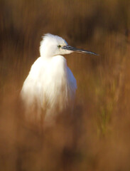 Profile Of Little Egret, Egretta Garzetta, Standing Against A soft Diffuse Background Of Brown Reeds At Sunrise. Taken at Stanpit Marsh UK