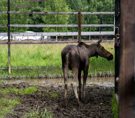 large brown moose resting in its paddock in summer