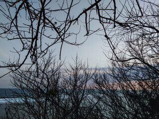 Dry tree with bald branches.