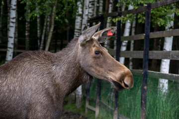 brown moose walks in the clearing in the nursery