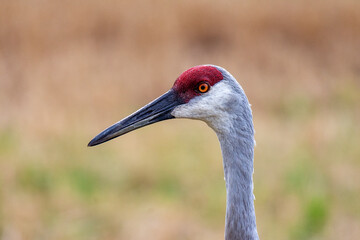 Close up view of a Sandhill Crane's head with red cap and orange eye.  Blurred background.