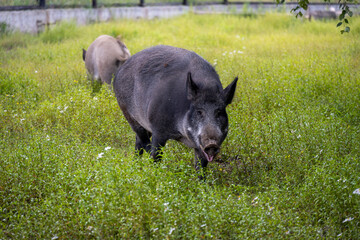 gray big wild pig looking for food in the grass
