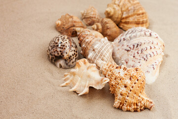 Fototapeta na wymiar Seashells on the sand, summer beach background travel concept with copy space for text.