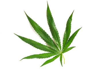 Close up single green Cannabis leaves isolated on white background. Growing medical Marijuana, Hemp Plant, Ganja.
