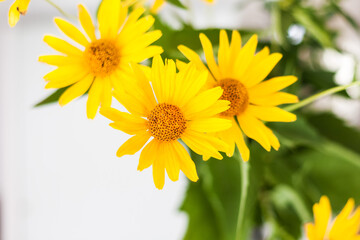 Obraz premium bouquet of yellow flowers in a vase on a white table in the room.