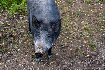 gray big wild pig looking for food in the grass