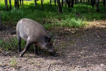 gray big wild pig looking for food in the grass