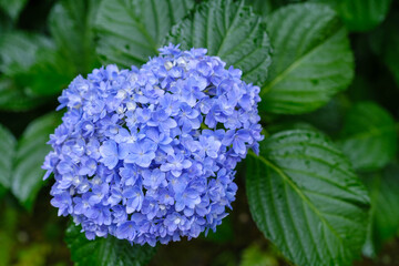 鎌倉　路地裏の紫陽花