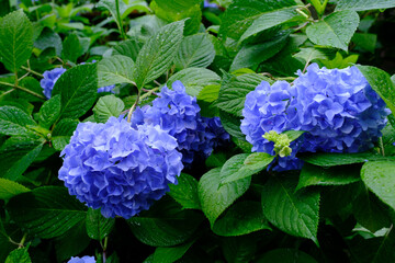鎌倉　路地裏の紫陽花
