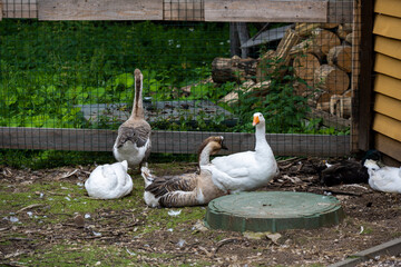 beautiful poultry in the bird pen