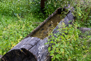 an animal drinker cut into a tree trunk