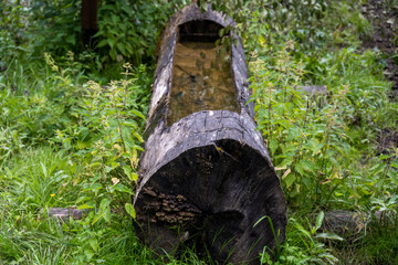 an animal drinker cut into a tree trunk