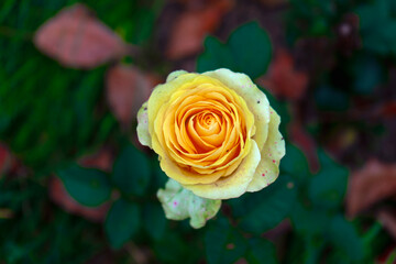 orange rose in garden