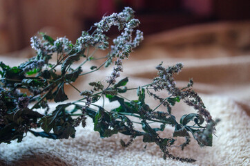 bunch of lavender on a wooden background